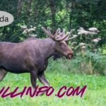 Viltnemnda